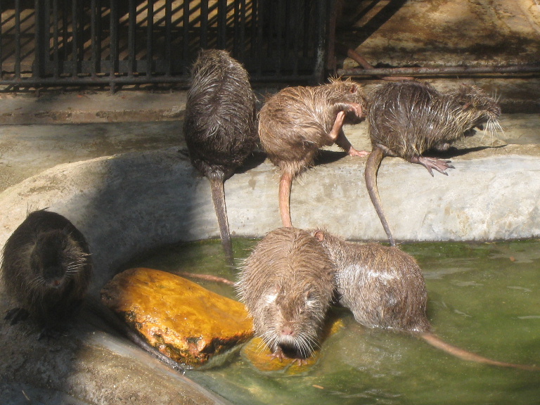 bunch of rats
